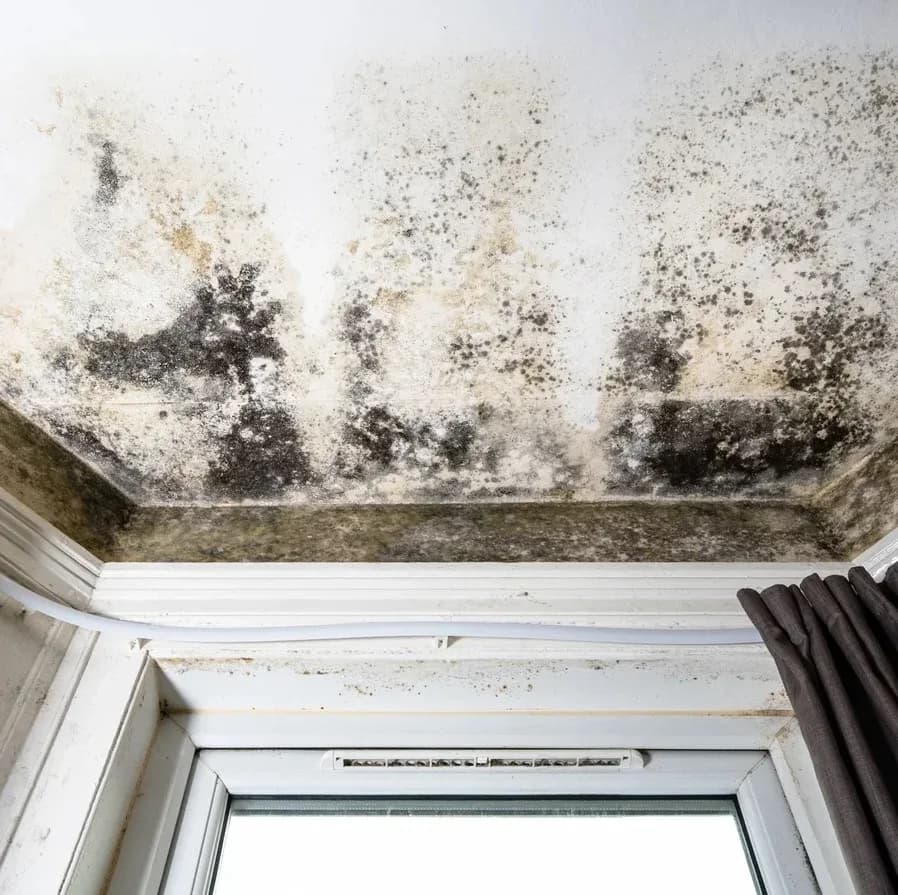Severe mould growth on a ceiling above a window frame