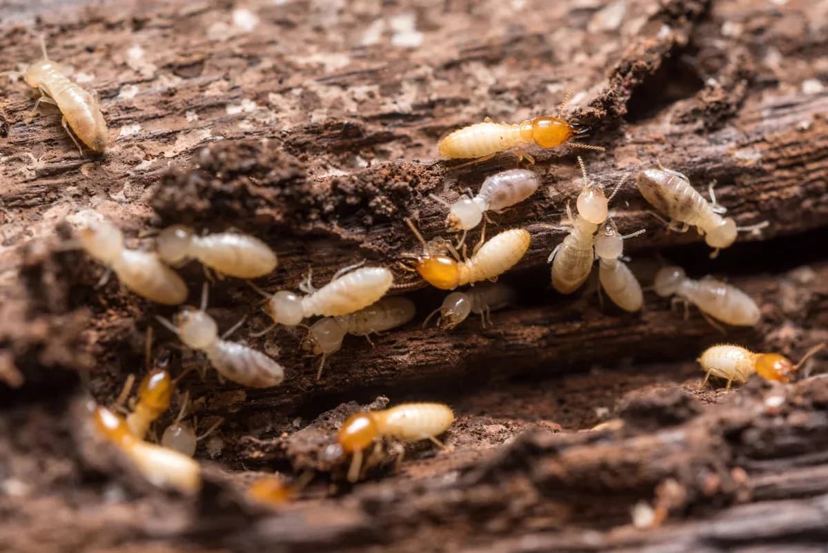 Active termite colony discovered during inspection