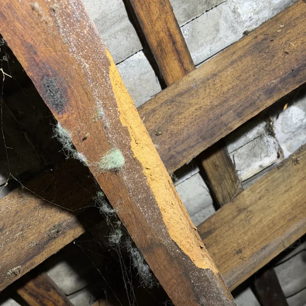 Severe termite damage to structural timber